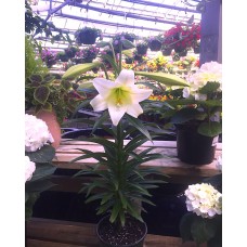 Easter Lily